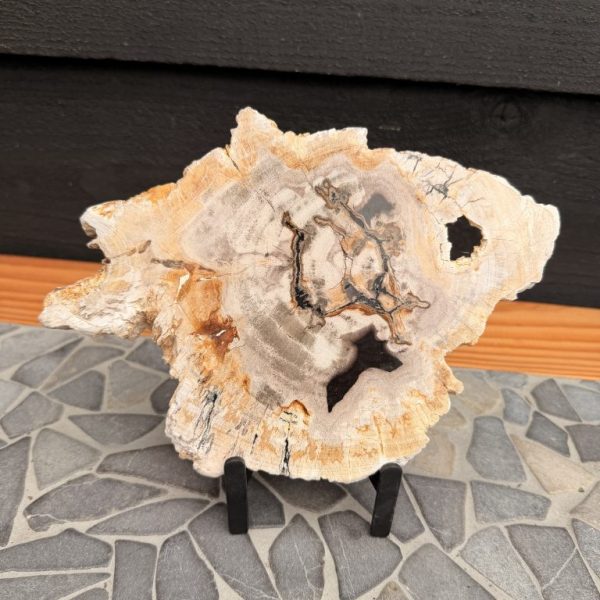 Schijf Versteend Hout