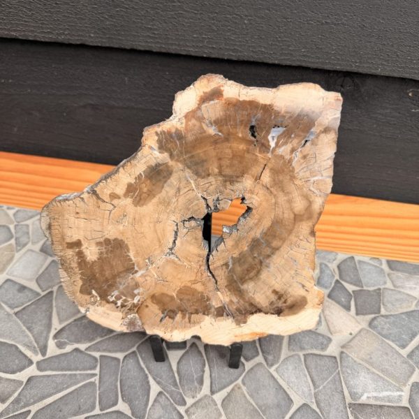 Schijf Versteend Hout