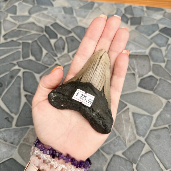 Fossiele Megalodon Tand