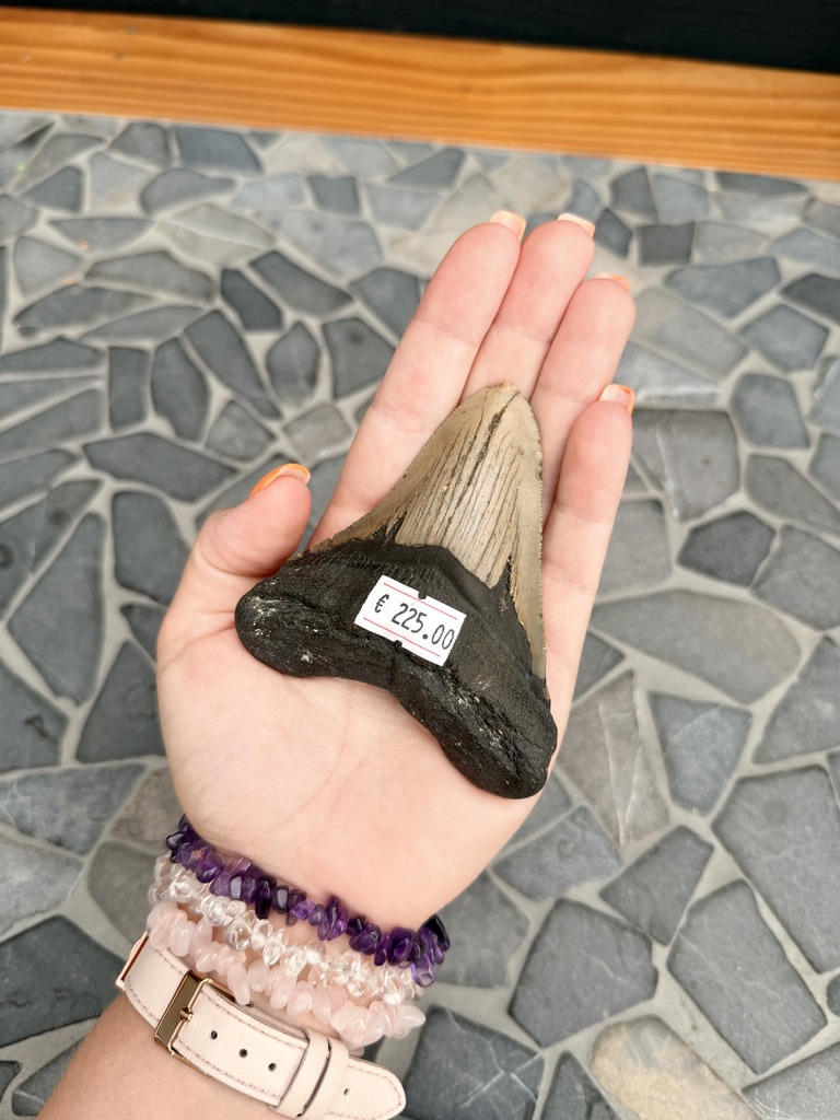 Fossiele Megalodon Tand