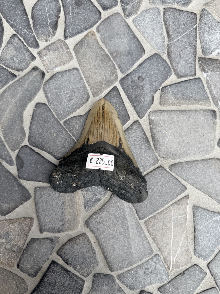 Fossiele Megalodon Tand - Afbeelding 3