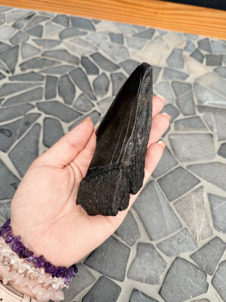 Fossiele Megalodon Tand - Afbeelding 3