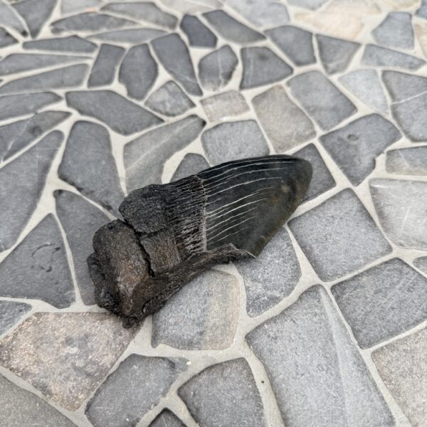 Fossiele Megalodon Tand