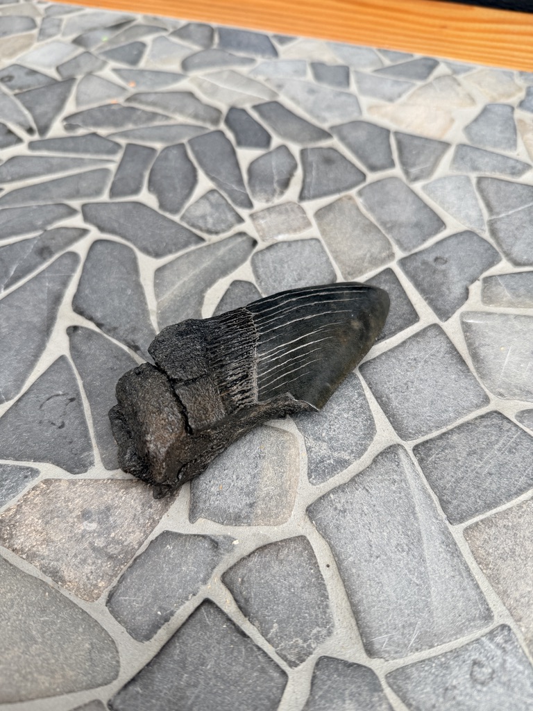 Fossiele Megalodon Tand