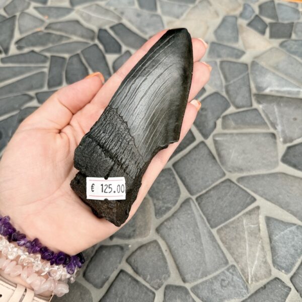 Fossiele Megalodon Tand