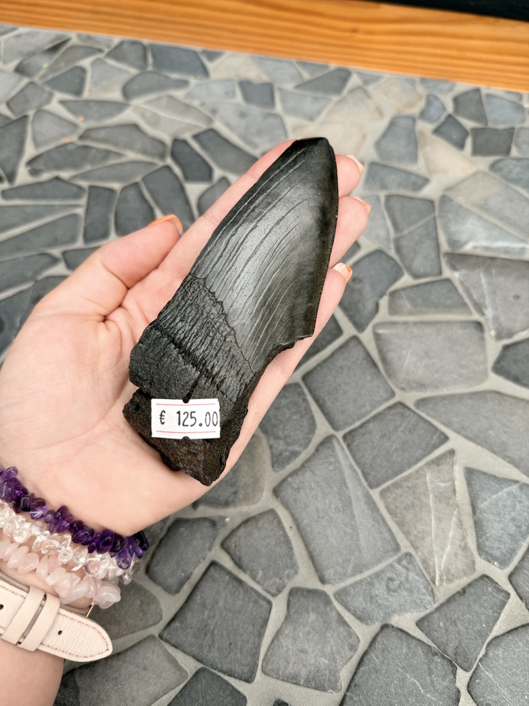 Fossiele Megalodon Tand - Afbeelding 2