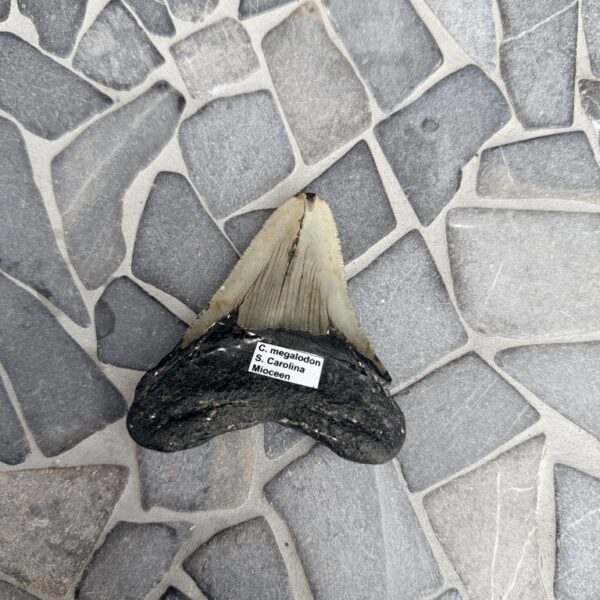 Fossiele Megalodon Tand