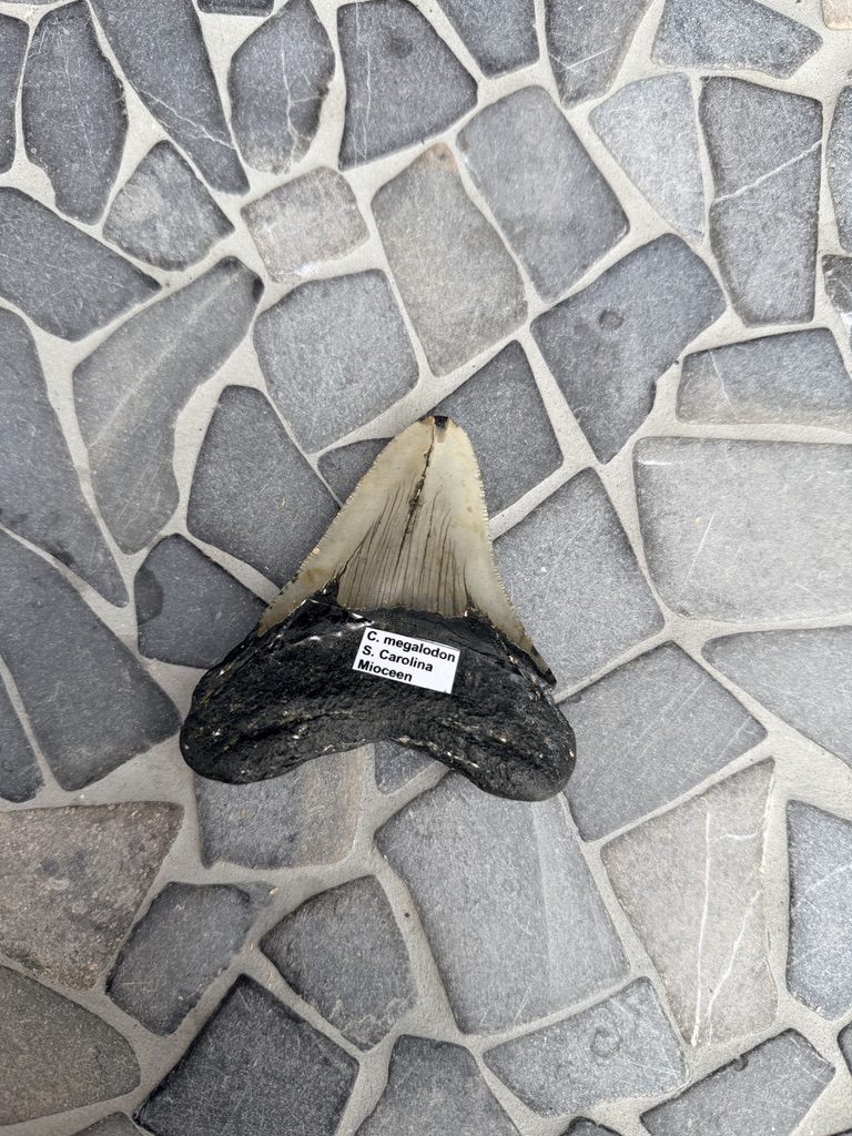 Fossiele Megalodon Tand - Afbeelding 2
