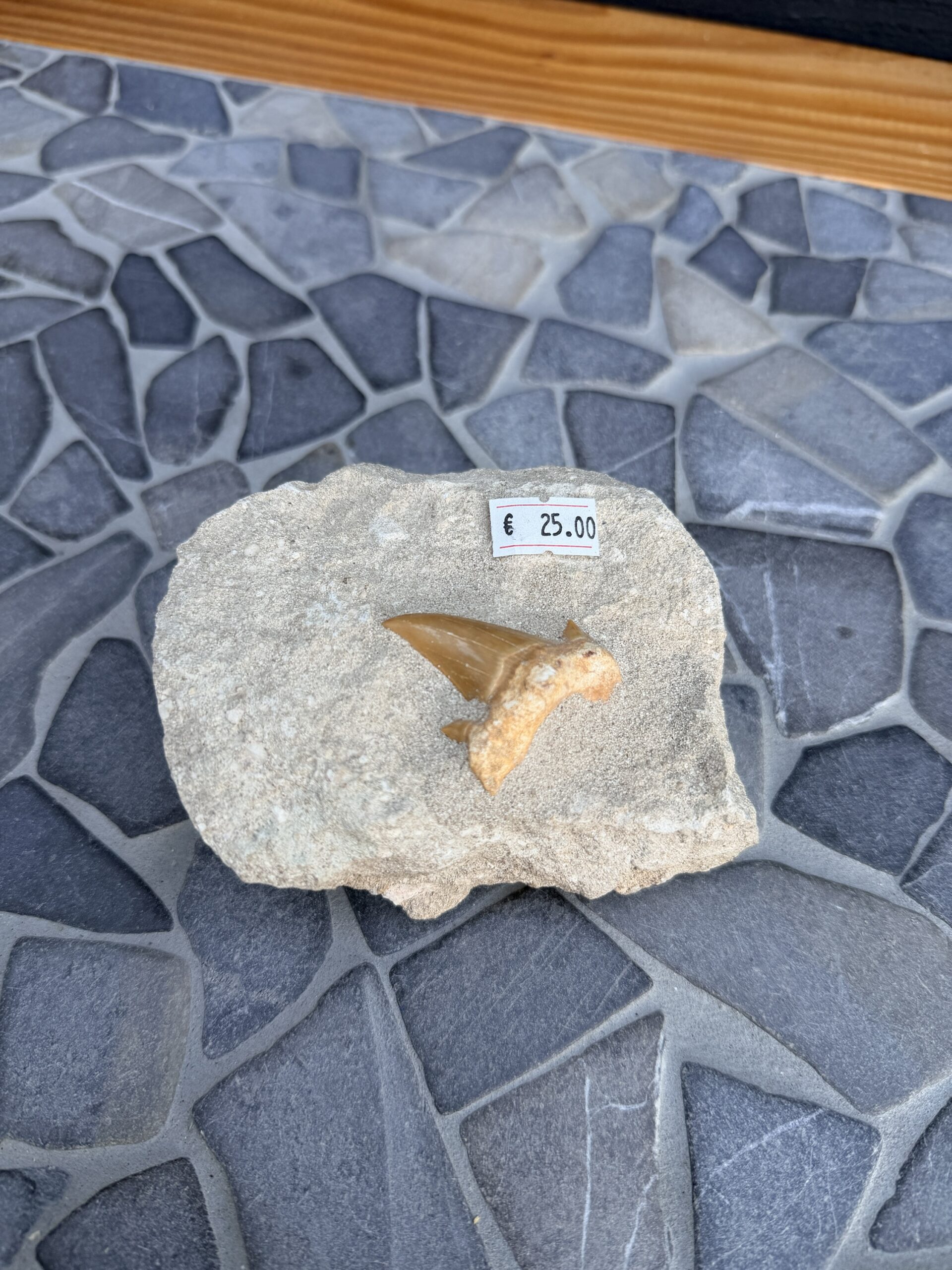 Fossiele Haaientand