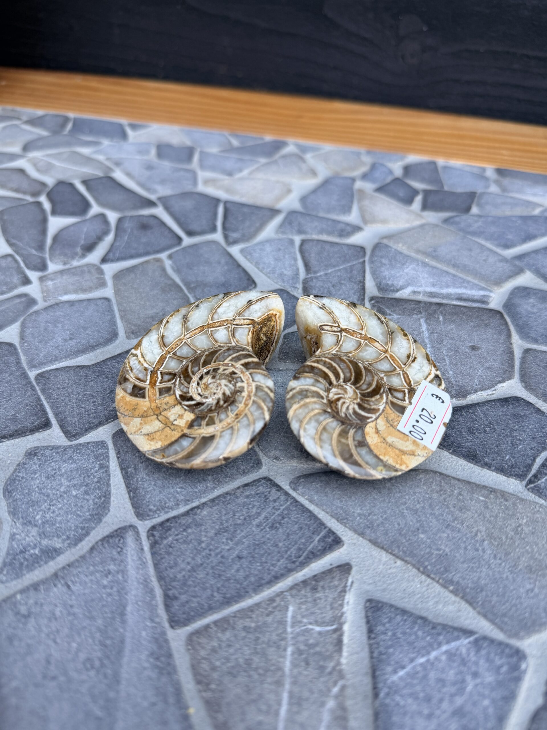 Ammoniet Fossiel (Set van 2 Helften)