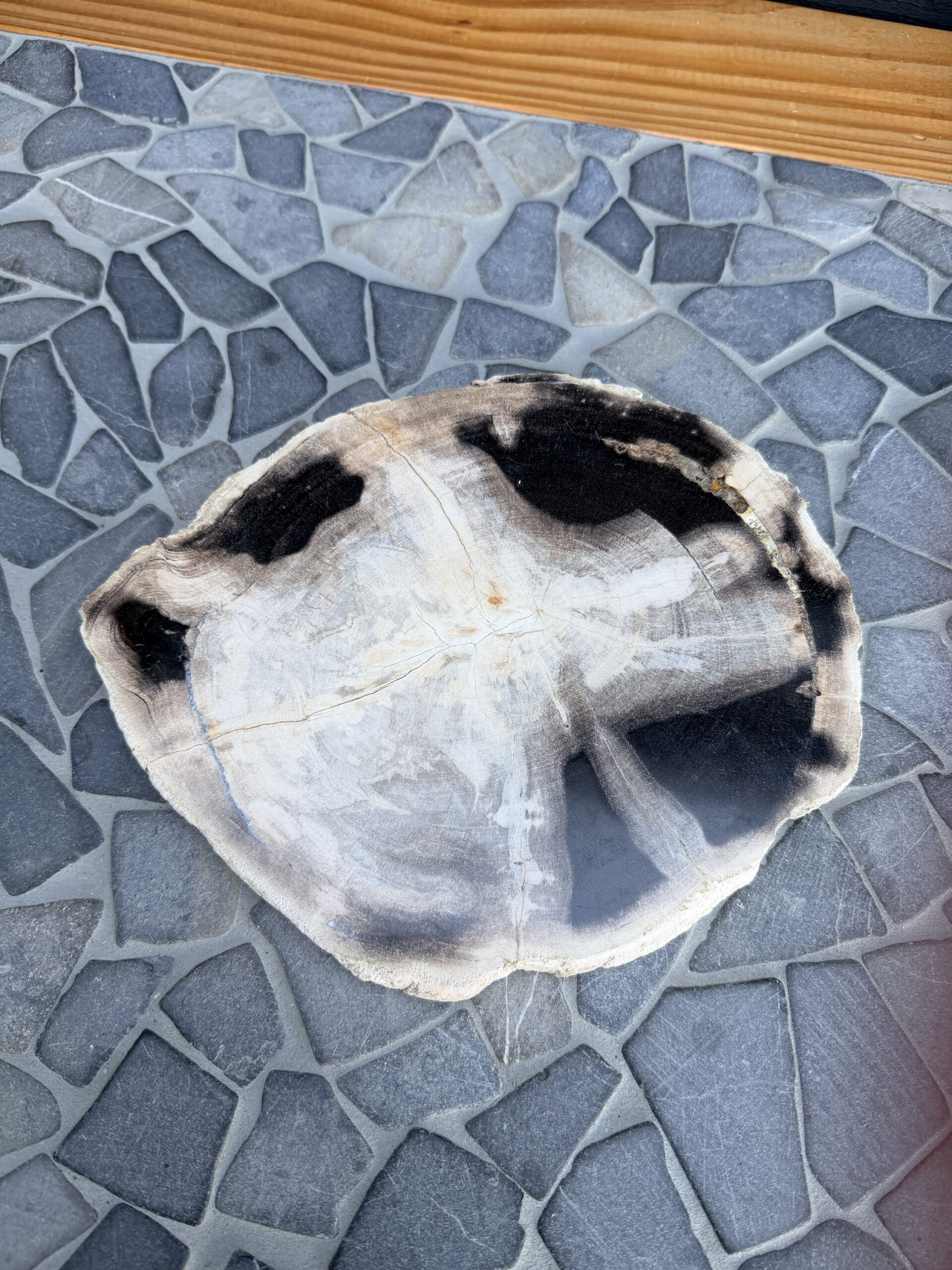 Versteend Hout Schijf Gepolijst